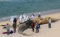 Смотрим: на израильском пляже похоронен огромный кит
