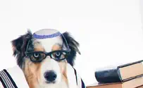 Скандальное видео: собака, принявшая реформистский гиюр