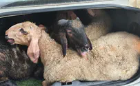 Полиция не могла в это поверить: 11 живых овец в машине!