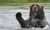 Россияне заманили и взорвали медведя. Видео