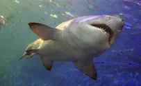 В Египте акула съела россиянина. Видео