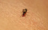 Израильтянин привёз из-за границы лихорадку денге