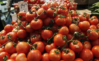 Израильские учёные создали засухоустойчивые помидоры