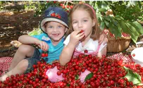 В Гуш-Эционе начинается сезон сбора ягод