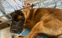 Боевая собака не покидает своего хозяина, раненого в Дженине