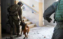 100 боевых собак помогали искать тела погибших в Газе