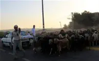 Видео: палестинцы попытались украсть овец в Итамаре
