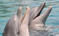 США готовы выпустить дельфинов против Ирана