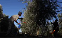 Самария: евреи «избили» арабских фермеров