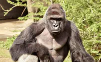 Видео: горилла в зоопарке схватила мальчика