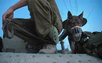 Опасаться ли боевых собак ХАМАСа 