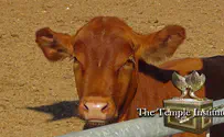 «Вырастить красную корову в Израиле»: хорошие новости