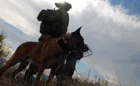 Смотрим: В Чили модно утеплили собачий патруль