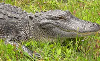 Видео: крокодил … с напечатанным хвостом!