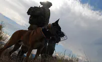 Собаки помогут защитить поселенцев в Гуш-Эционе