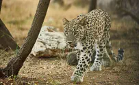 Иранский леопард поселился в Рамат-Гане. Выбирается имя