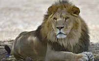 Львы и другие животные будут спасены из зоопарка в Газе