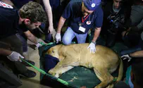 Более 40 животных спасено из зоопарка в секторе Газы